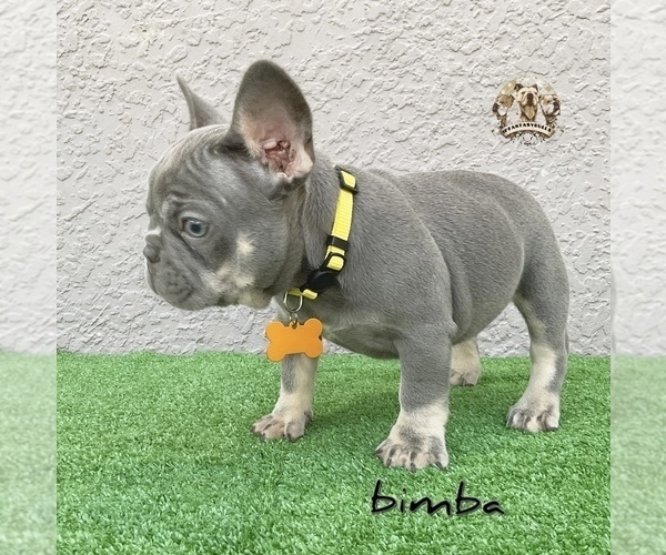 Medium Photo #4 French Bulldog Puppy For Sale in LEHIGH ACRES, FL, USA