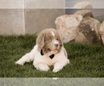 Small #10 Newfoundland