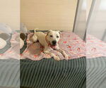 Small #7 Dalmatian-Labrador Retriever Mix