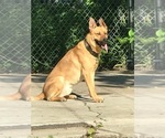 Small Photo #6 Malinois Puppy For Sale in BRONX, NY, USA
