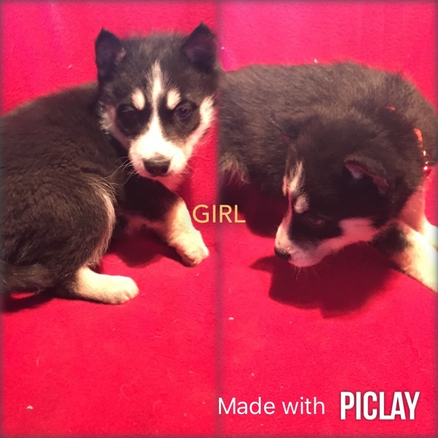 Medium Photo #1 Siberian Husky Puppy For Sale in SHELL KNOB, MO, USA