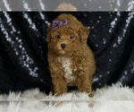 Small #2 Maltipoo