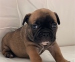 Small Photo #1 French Bulldog Puppy For Sale in SPOTSYLVANIA, VA, USA