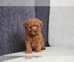 Small Photo #1 Poodle (Toy) Puppy For Sale in SEATTLE, WA, USA