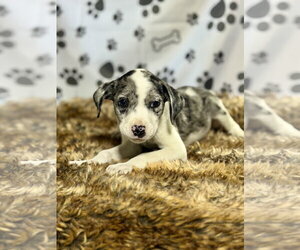 Catahoula Leopard Dog-Unknown Mix Dogs for adoption in SHERBURNE, NY, USA