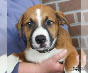 Myers - Male Mutt Dog for Adoption - Photo #2