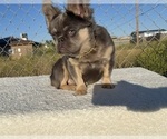 Small #1 French Bulldog
