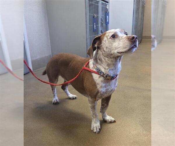 Medium Photo #1 Beagle-Pointer Mix Puppy For Sale in Sacramento, CA, USA