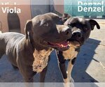 Small #3 American Staffordshire Terrier-Boxer Mix