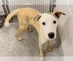 Small #1 Carolina Dog Mix