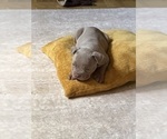 Small #2 American Bully