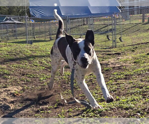 Medium Photo #2 Anatolian Shepherd-Unknown Mix Puppy For Sale in Ocala, FL, USA
