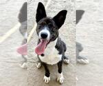 Small #2 Collie
