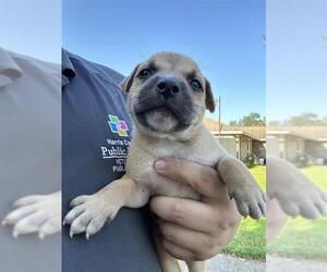 Labrador Retriever-Unknown Mix Dogs for adoption in Houston, TX, USA