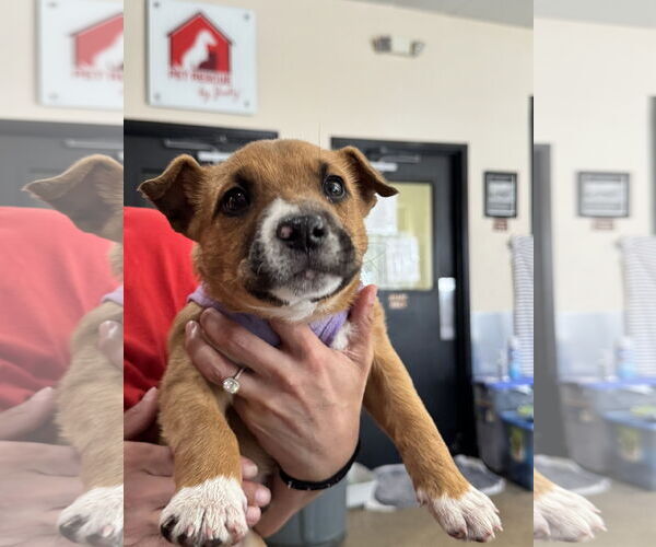 Medium Photo #4 Mutt Puppy For Sale in Sanford, FL, USA