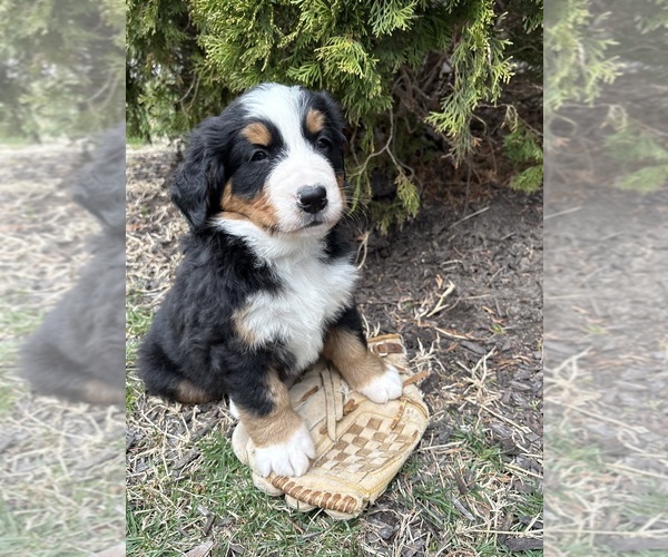 Medium Photo #1 Bernese Mountain Dog Puppy For Sale in MIDDLEBURY, IN, USA