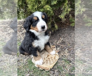 Bernese Mountain Dog Puppy for sale in MIDDLEBURY, IN, USA