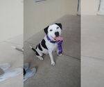Small #2 American Pit Bull Terrier Mix