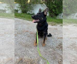 German Shepherd Dog Puppy for sale in CORNELL, MI, USA