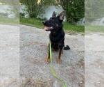 Image preview for Ad Listing. Nickname: Rex