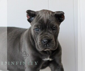 Cane Corso Puppy for sale in HONEY BROOK, PA, USA