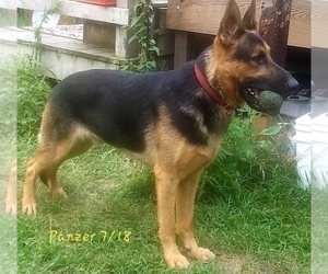 Father of the German Shepherd Dog puppies born on 03/28/2022