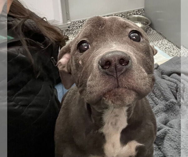 Medium Photo #4 American Staffordshire Terrier-Staffordshire Bull Terrier Mix Puppy For Sale in Princeton, MN, USA