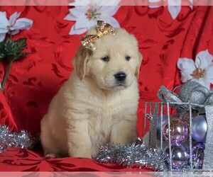 Golden Retriever Puppy for sale in FREDERICKSBG, OH, USA
