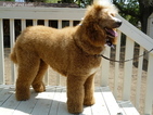 Small Photo #1 Poodle (Standard) Puppy For Sale in PLACERVILLE, CA, USA