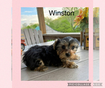 Small #7 Yorkshire Terrier