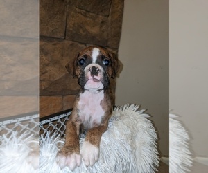 Boxer Puppy for sale in CUMBERLAND COLLEGE, KY, USA