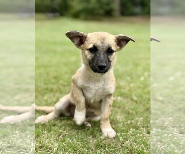 Medium Photo #3 Mutt Puppy For Sale in PIPE CREEK, TX, USA
