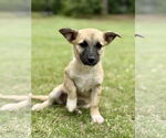 Small #2 Mutt