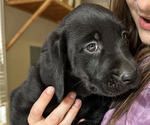 Small Photo #2 Labrador Retriever Puppy For Sale in MARYVILLE, TN, USA