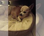 Small #2 Chihuahua