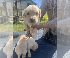Golden Retriever Puppy for sale in PASADENA, TX, USA