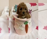 Small Photo #25 Cavapoo Puppy For Sale in SYLMAR, CA, USA