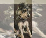 Small #4 Miniature Pinscher Mix