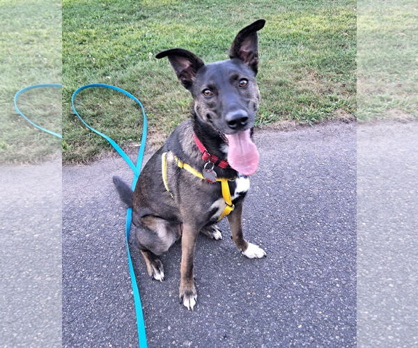 Medium Photo #9 Mutt Puppy For Sale in Wakefield, RI, USA