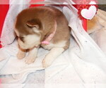Small Photo #3 Siberian Husky Puppy For Sale in TERRE HAUTE, IN, USA