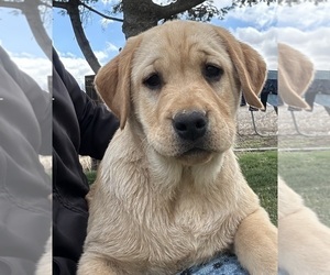 Labrador Retriever Puppy for Sale in ALCESTER, South Dakota USA