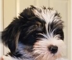 Small Photo #26 Morkie Puppy For Sale in HOLLAND, MI, USA