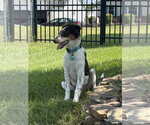 Small #5 Australian Shepherd