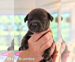 Bramble - Willow Mae Litter - Female Mutt Dog for Adoption - Small photo