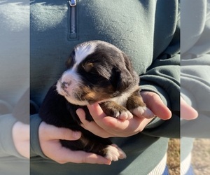 Medium Bernese Mountain Dog