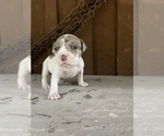 Puppy Puppy 10 America Bandogge Mastiff-American Bully Mix