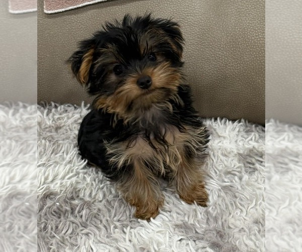 Medium Photo #1 Yorkshire Terrier Puppy For Sale in LEWISBURG, KY, USA