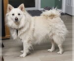 Small #4 American Eskimo Dog