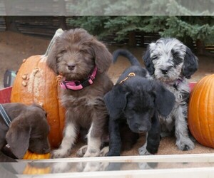 Labradoodle Litter for sale in DENVER, CO, USA