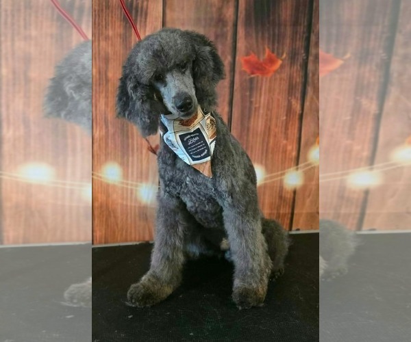 Medium Photo #1 Poodle (Standard)-Unknown Mix Puppy For Sale in Westwood, NJ, USA